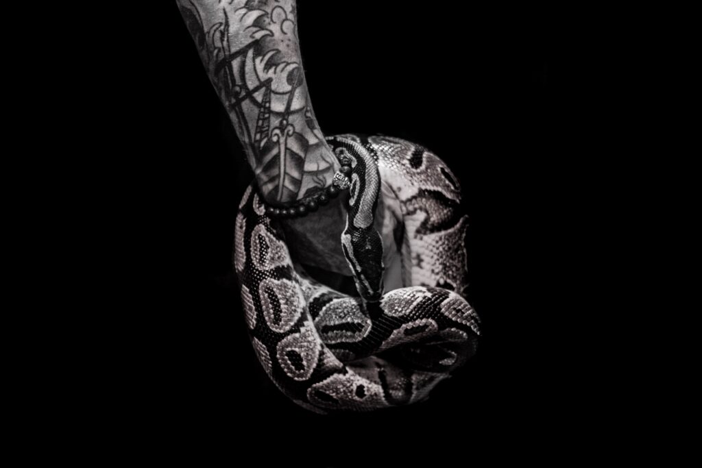 Serpentine Tattoo Concepts
